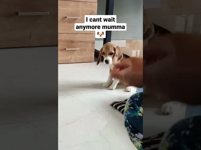 Cute Beagle Puppy, waiting patiently for her food  #shorts #short #beagle #puppy
