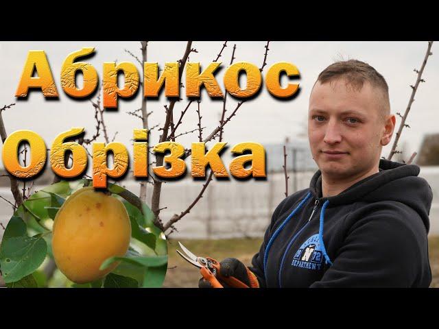 Apricot pruning in winter