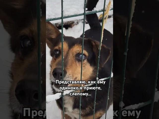 Слепая собака в сумском приюте #озж #украина #собаки #dogs #бездомныесобаки #приют #fyp