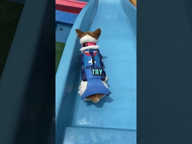 This dog is so adorable!