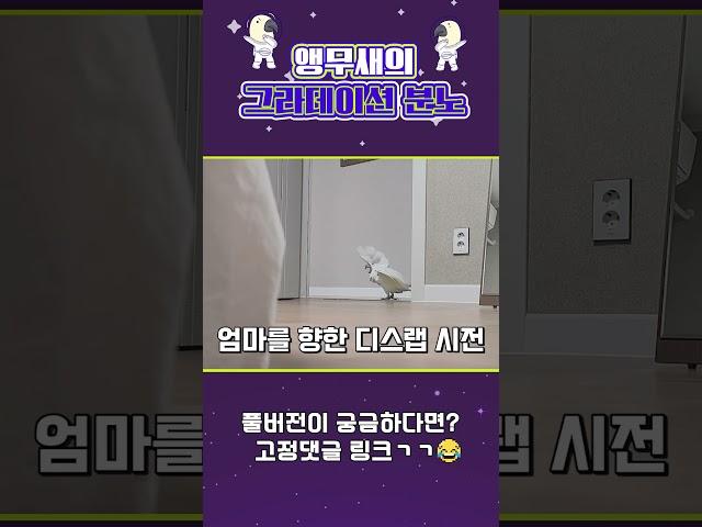 현실판 앵그리버드#shorts#리얼앵그리버드#cockatoo