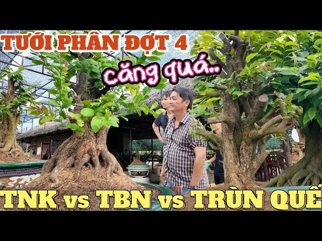 21/5 âl Đi phân đợt 4 Mạnh Hùng đánh giá phân Thổ Nhĩ Kỳ vs Tây Ban Nha vs Trùn Quế thăm cây tổ SBSG