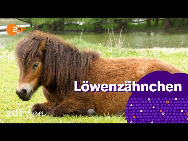 Keks und die sonderbaren Äpfel | LÖWENZÄHNCHEN | ZDFchen