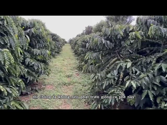 Cà phê xanh lùn - giống cà phê nào năng suất nhất?