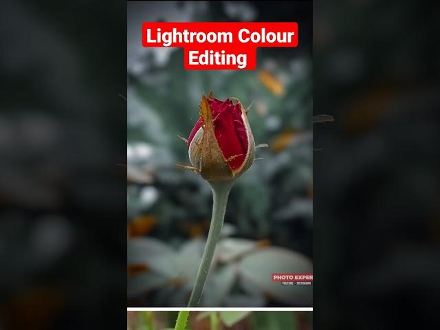 Micro Click Without Lence #photoexpert #mobilephotography #microphotography #rosephotography #rose