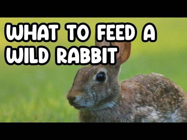 Feeding Wild Rabbits: What You Need to Know