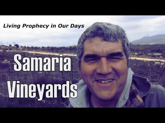 Time to Prune the Vines in the Mountains of Samaria - Shomron