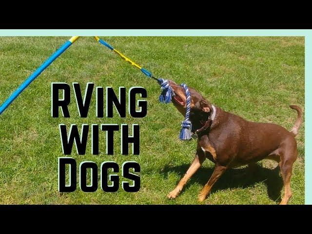 RVing with Dogs: How Rover Lets Us Adventure Stress Free  || Full Time RV Living