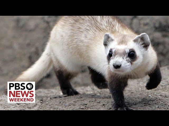 How the black-footed ferret is making a comeback from the brink of extinction