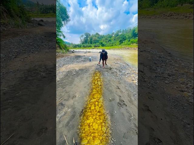 This is the one that contains black sand that contains a lot of gold #discoveringgold #findinggold