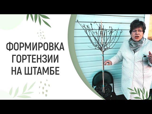 КАК СФОРМИРОВАТЬ ГОРТЕНЗИЮ НА ШТАМБЕ?