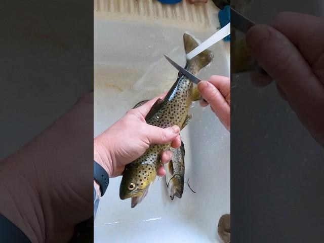 Cleaning A Trout