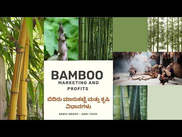 Bamboo Farming in Karnataka | Bamboo Marketing | Darvi Group