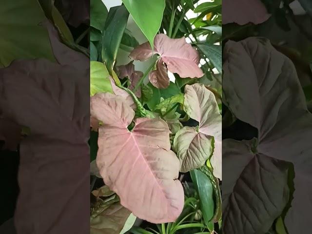 Air purifying plants#shorts#gardening with geet kumar English