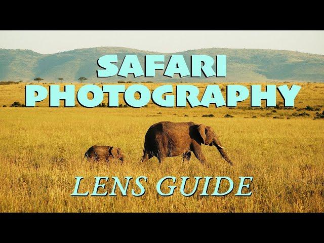 Safari Photography LENS GUIDE (Choosing the right lenses for your next adventure!)