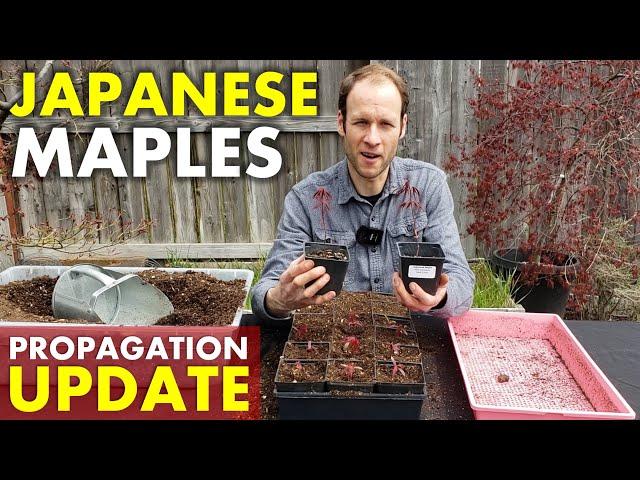 Growing Japanese Maple Trees from Seed, Cuttings & Grafting | Spring Update