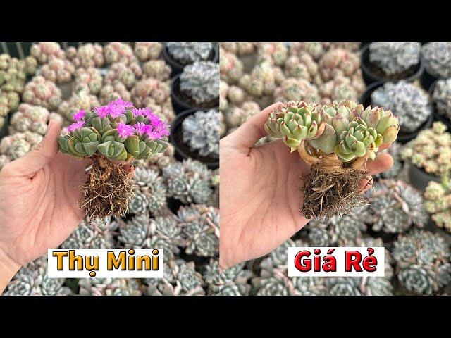 Sen nhập mới với nhiều bụi thụ đẹp giá rẻ | succulent Gia Nghia