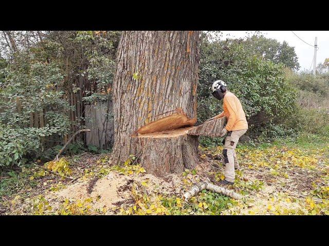 Валка больших деревьев в городе Подборка моментов Felling large trees with a chainsaw collection