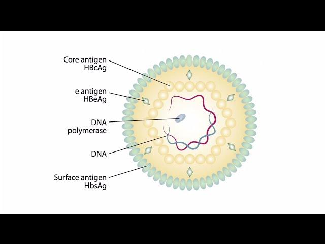 Viral Genomes and Replication for the USMLE Step 1