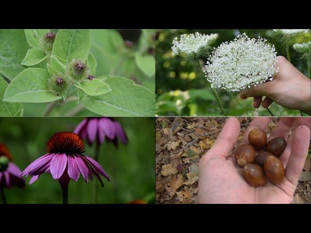 5 BEST Things to FORAGE in the Fall