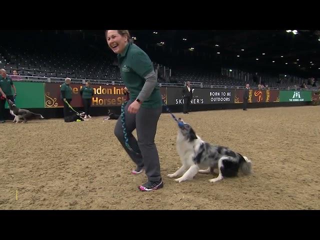 The Kennel Club Large Dog Agility Semi-Finals, Jumping Grand Prix & Large Dog Agility Final