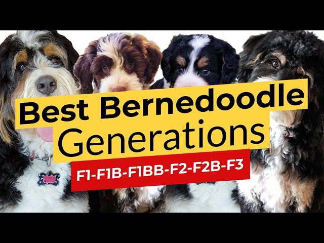 Best Bernedoodle Generations! F1  F1B  F1BB  F2  F2B  F3