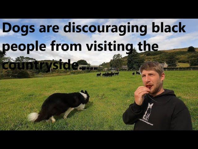 The Welsh countryside would be less racist, if only there were fewer sheepdogs…