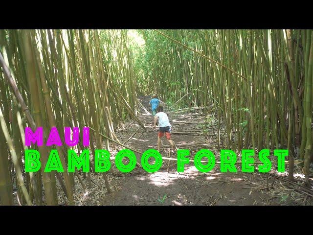 Best Free Things to do on Maui (series) - The Bamboo Forest