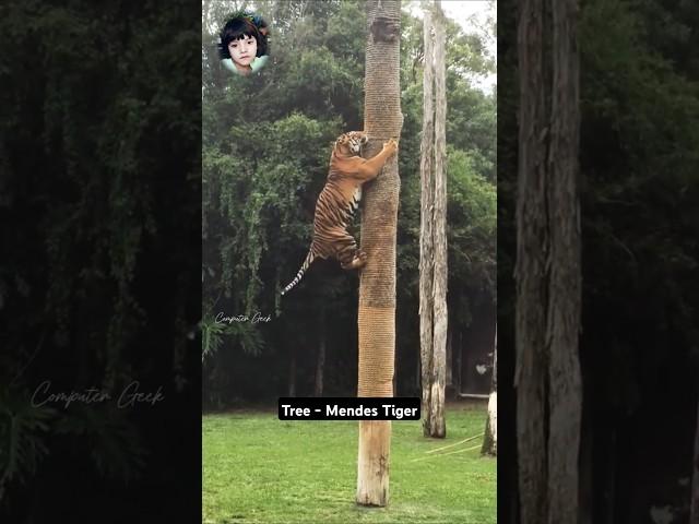 Tiger's Epic Tree Climbing #wildlife #animallover #incrediblenature