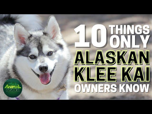 10 Things Only Alaskan Klee Kai Dog Owners Understand