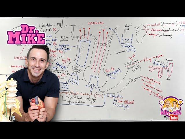 Hypothalamic Pituitary Hormones