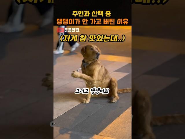 주인과 산책 중 댕댕이가 안 가고 버틴 이유