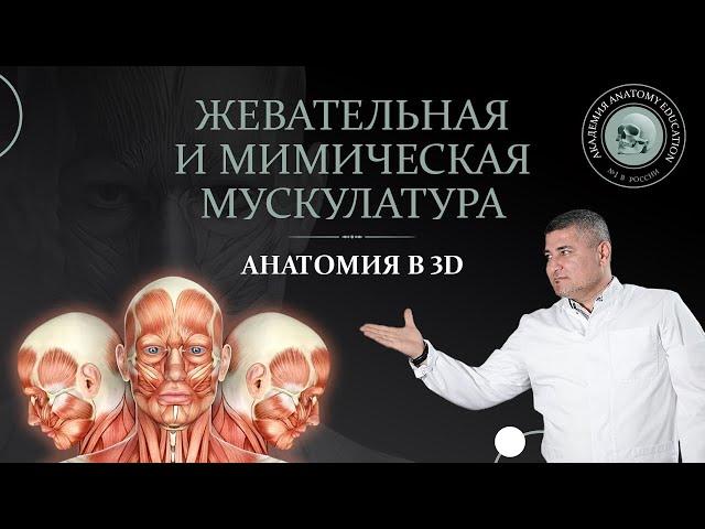 Анатомия жевательной и мимической мускулатуры в 3D / 3D Anatomy of the chewing and facial muscles