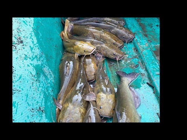 JUG FISHING FOR CATFISH! with live bait!!