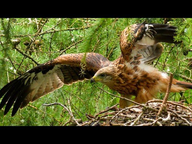 Red Kite Chicks Take to the Skies | Discover Wildlife | Robert E Fuller