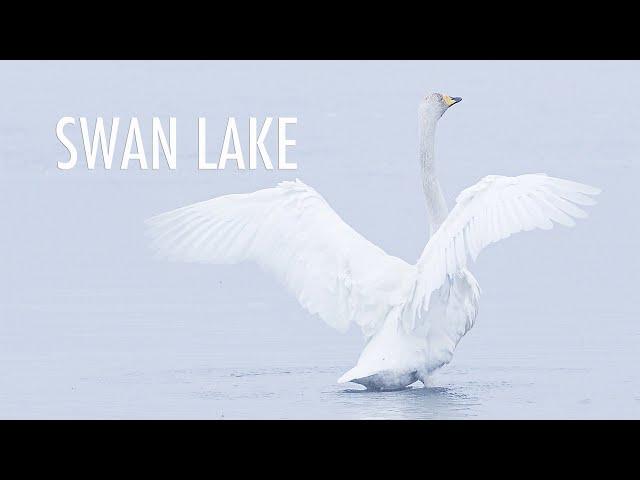 ep.04 Photographer's Road Trip in Korea | Swan's graceful wings