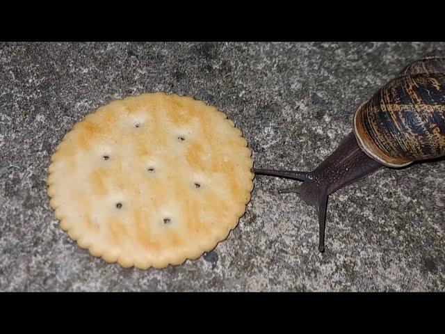 Snail Eating Ritz Cracker But There’s Doom Music