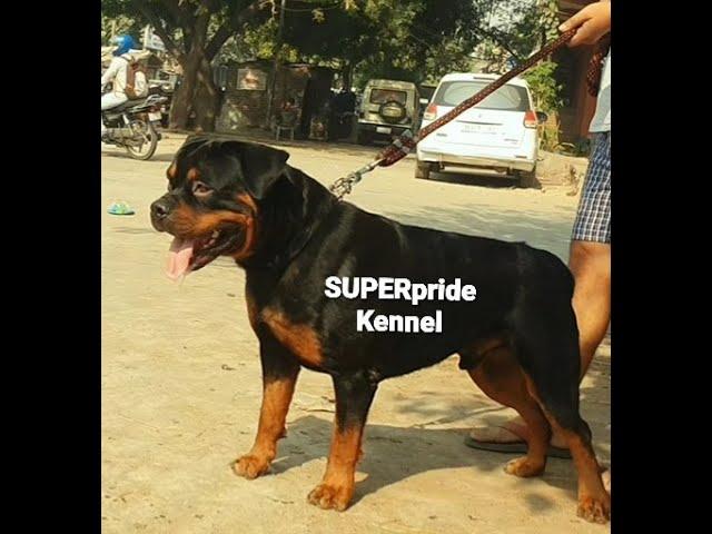 ROTTWEILER PUPPY 8oct. 2020 SUPERpride kennel delhi 9311111212