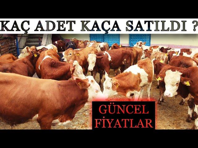 Köylerden Toplanan Buzağılar Satıldı (SİZCE FİYATLAR NASIL ?)