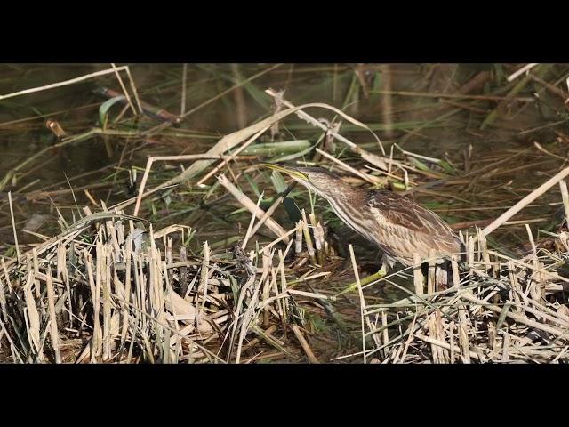 Little Bittern