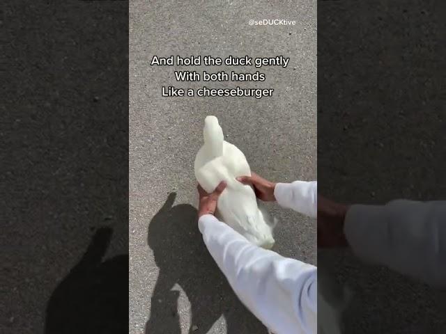 How to pick up a duck (part 4)