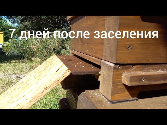 Японский улей (7й день после заселения)