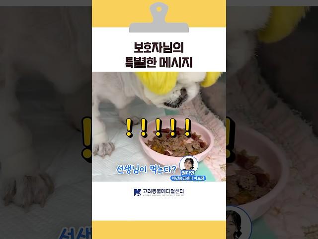 병원에서 밥 안 먹는 강아지, 밥 먹이는 법 #고려동물메디컬센터  #shorts