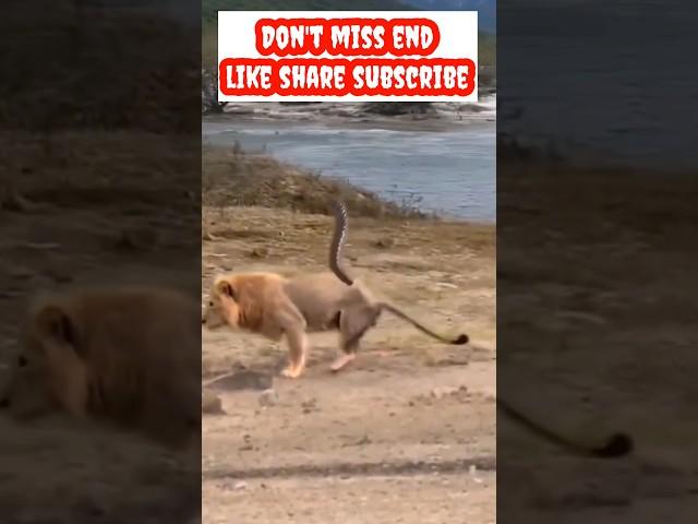 Deer Injured Lion Leg 2024 Mohammed Entertainment