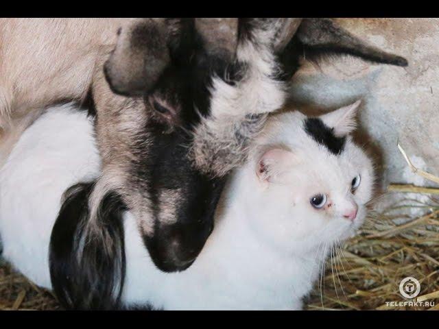 Зверская любовь. Кот и коза не могут жить друг без друга