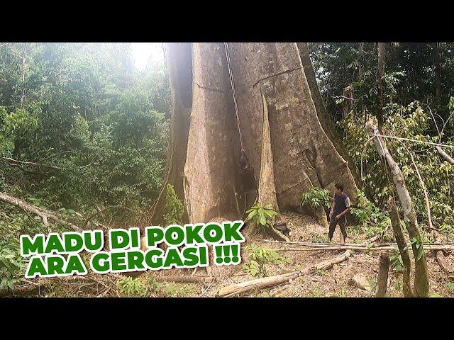 Giant Tree! Very BIG Risk To Take!  |  Pokok GERGASI Berisiko Tinggi #eps 261