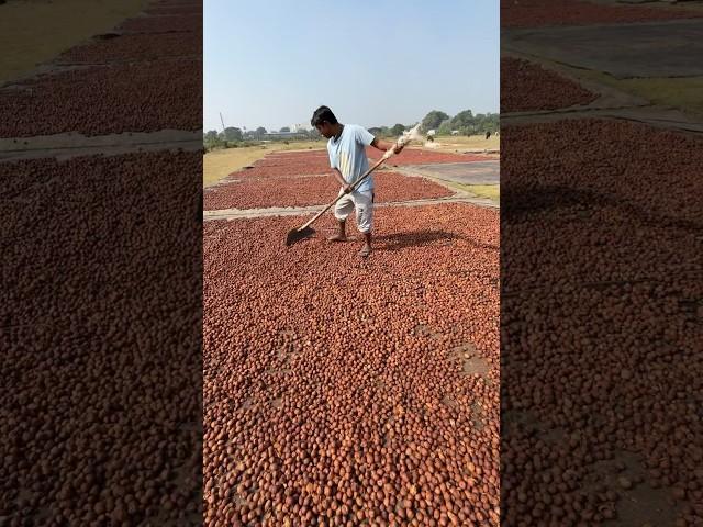 How to Betelnut Processing in Factory #shorts