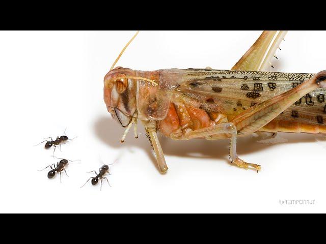 Ants vs Giant Desert Locust Timelapse