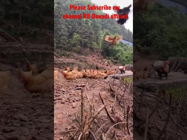 Amazing chiken #shorts #youtubeshorts #goviral #nature #love #nature