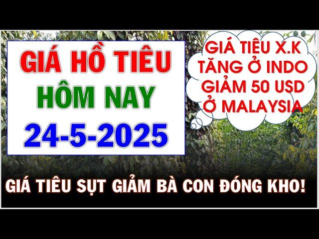 Giá hồ tiêu hôm nay ngày 24/5/2025|Bà con đóng kho khi giá tiêu lao dốc mạnh